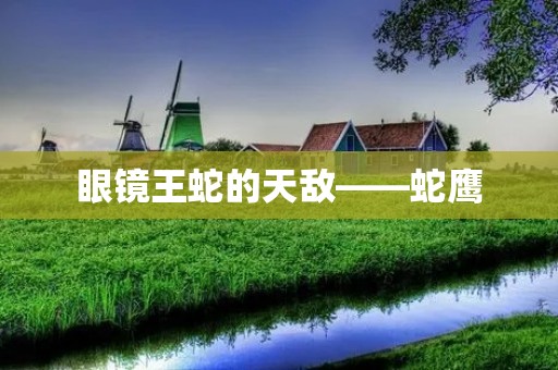 眼镜王蛇的天敌——蛇鹰