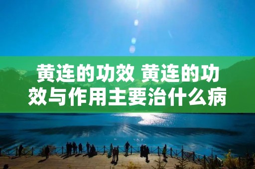 黄连的功效 黄连的功效与作用主要治什么病 黄连的功效 黄连的功效与作用主要治什么病