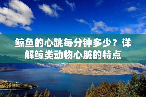 鲸鱼的心跳每分钟多少?详解鲸类动物心脏的特点