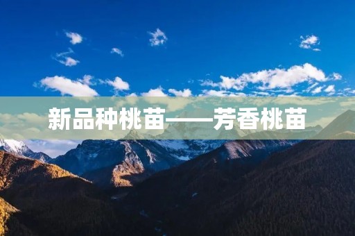 新品种桃苗——芳香桃苗