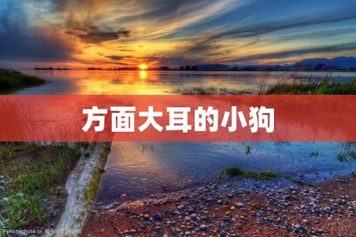 方面大耳的小狗：宠物界的新宠