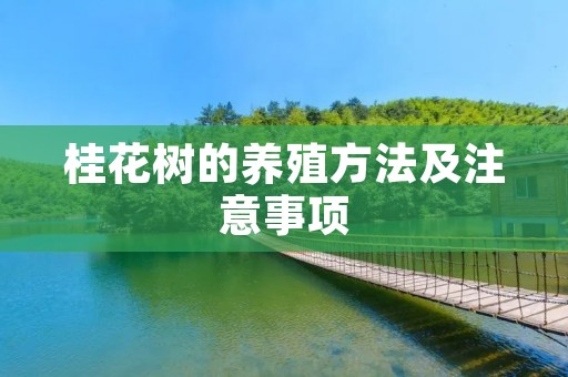 桂花树的养殖方法及注意事项