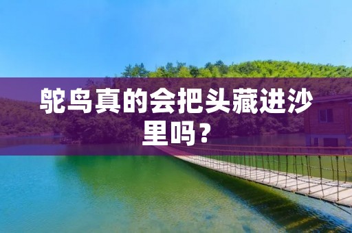 鸵鸟真的会把头藏进沙里吗?