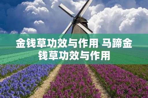 金钱草功效与作用 马蹄金钱草功效与作用