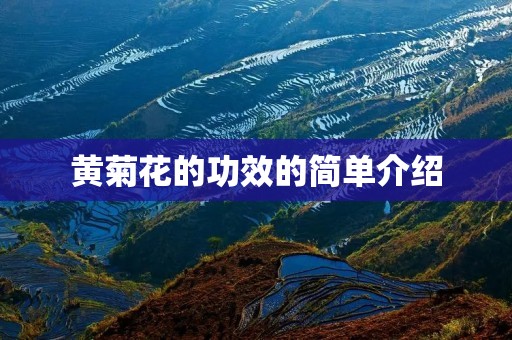 黄菊花的功效的简单介绍 黄菊花的功效的简单介绍