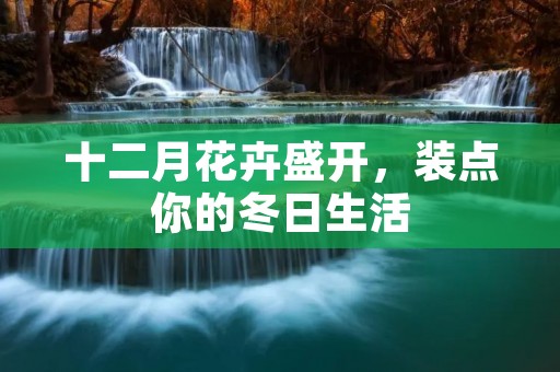 十二月花卉盛开,装点你的冬日生活