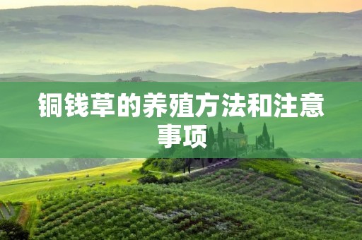铜钱草的养殖方法和注意事项