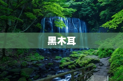 黑木耳:一种有着丰富药用价值的食材