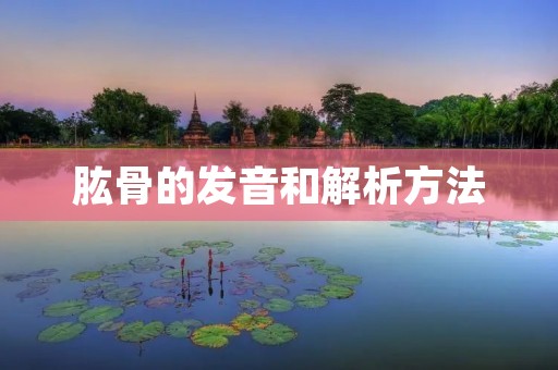肱骨的发音和解析方法