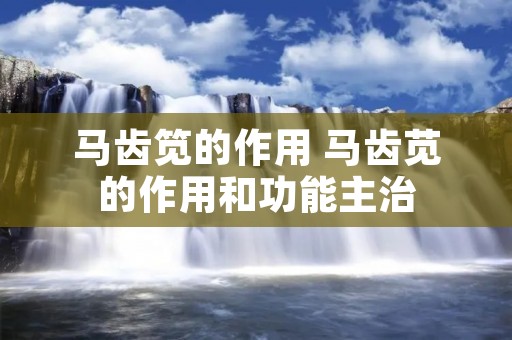 马齿笕的作用 马齿苋的作用和功能主治