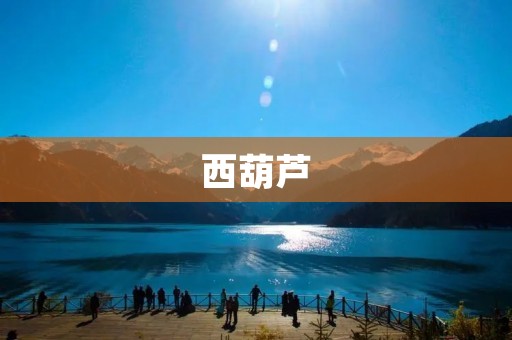 西葫芦：产地探秘