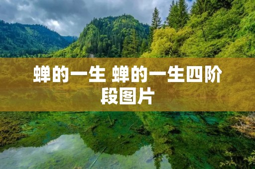 蝉的一生 蝉的一生四阶段图片