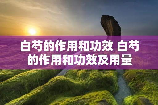 白芍的作用和功效 白芍的作用和功效及用量