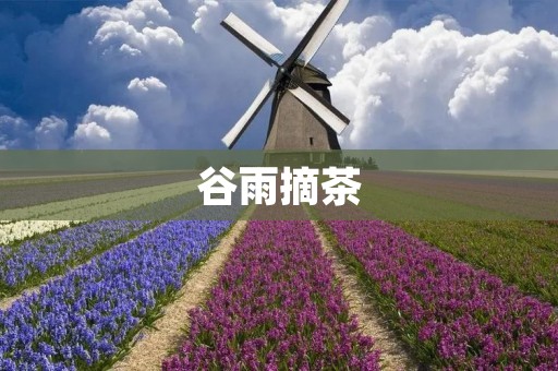 谷雨摘茶：品味春日清香
