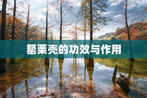 罂粟壳的功效与作用:一种有益健康的天然药材