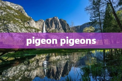 pigeon pigeons