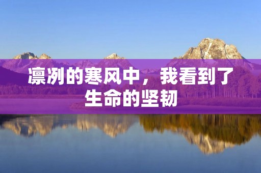 凛冽的寒风中,我看到了生命的坚韧