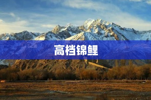 高档锦鲤:传统文化与现代审美的完美融合 高档锦鲤:传统文化与现代审美的完美融合