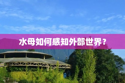 水母如何感知外部世界?