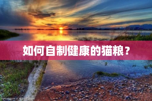 如何自制健康的猫粮？