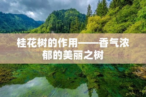 桂花树的作用——香气浓郁的美丽之树
