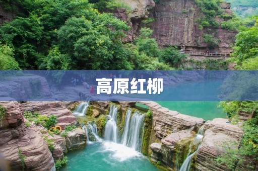 高原红柳:一种独特的植物 高原红柳:一种独特的植物