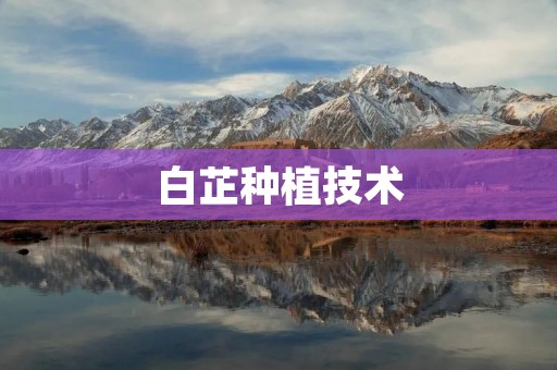 白芷种植技术：从选地到收获的全流程详解