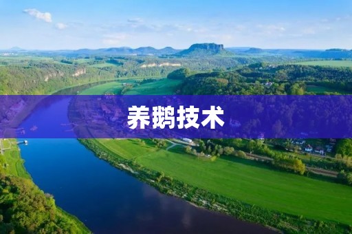 养鹅技术:如何做到高产高质?