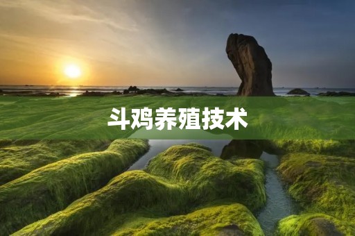 斗鸡养殖技术:如何提高斗鸡的养殖效益