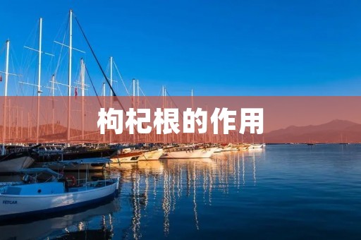 枸杞根的作用：从中医角度深入探究