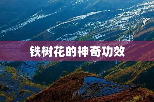 铁树花的神奇功效:解毒、清热、止血、降压、抗炎 铁树花的神奇功效:解毒、清热、止血、降压、抗炎