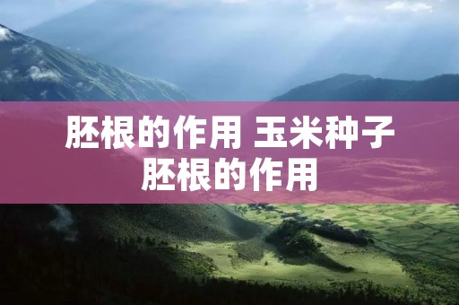 胚根的作用 玉米种子胚根的作用