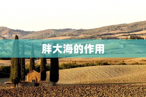 胖大海的作用：舒缓咳嗽，润肺止咳