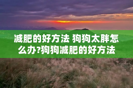 减肥的好方法 狗狗太胖怎么办?狗狗减肥的好方法