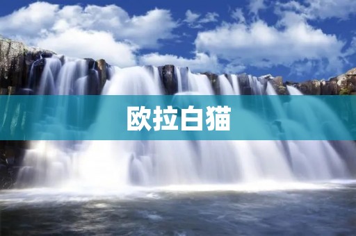 欧拉白猫：一只优雅而神秘的猫咪