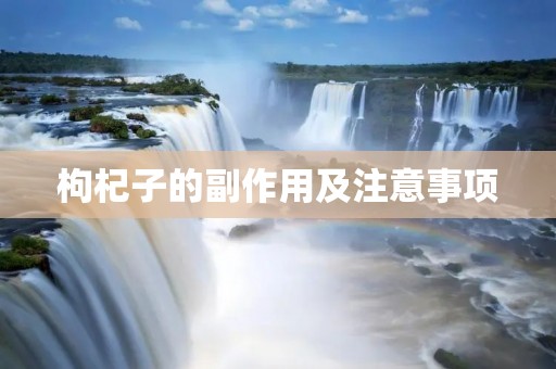 枸杞子的副作用及注意事项