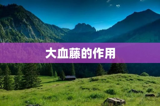 大血藤的作用：从多个方面促进人体健康