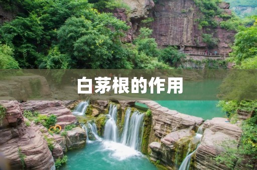 白茅根的作用:从祛湿到润肠 白茅根的作用:从祛湿到润肠