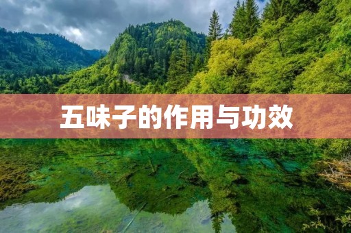 五味子的作用与功效:祛湿化痰,益肾补脾,润肺止咳 五味子的作用与功效:祛湿化痰,益肾补脾,润肺止咳