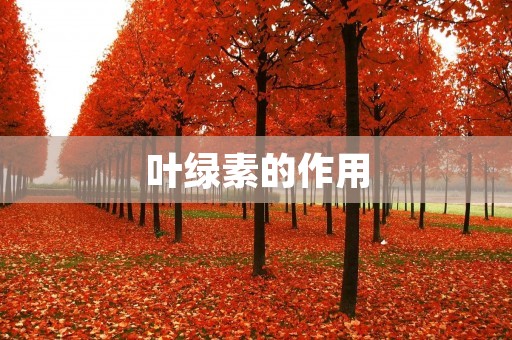 叶绿素的作用:从光合作用到健康保护 叶绿素的作用:从光合作用到健康保护