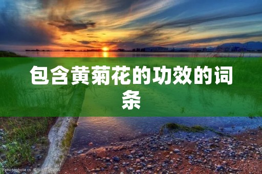 包含黄菊花的功效的词条