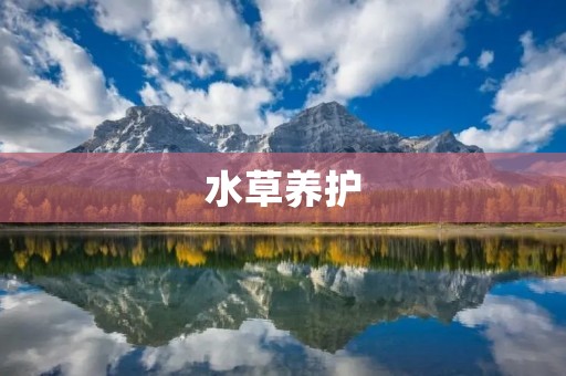 水草养护:如何让水草长得更好? 水草养护:如何让水草长得更好?