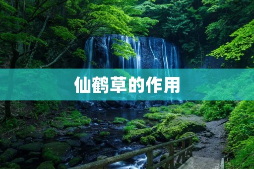 仙鹤草的作用:调节免疫力,促进新陈代谢 仙鹤草的作用:调节免疫力,促进新陈代谢