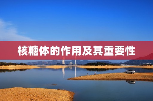 核糖体的作用及其重要性 核糖体的作用及其重要性