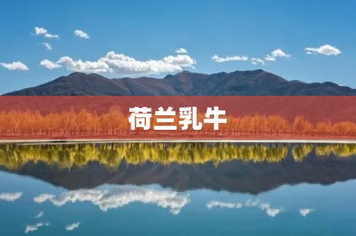 荷兰乳牛:高产、高质的典范 荷兰乳牛:高产、高质的典范