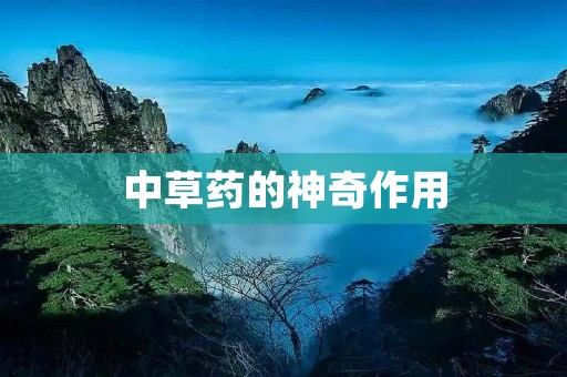 中草药的神奇作用 中草药的神奇作用