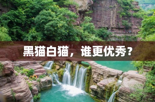 黑猫白猫,谁更优秀? 黑猫白猫,谁更优秀?