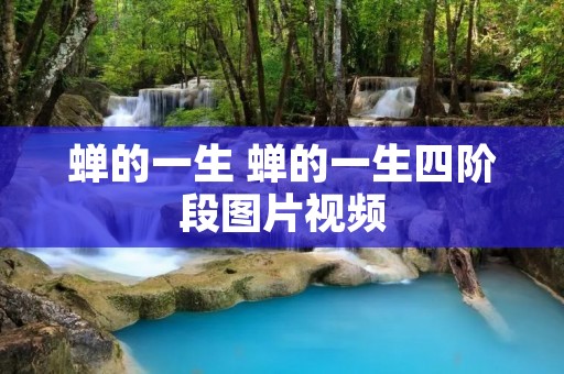 蝉的一生 蝉的一生四阶段图片视频