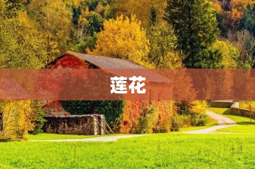 莲花:崇高的象征 莲花:崇高的象征