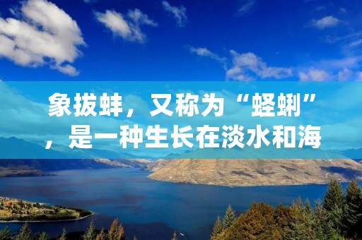 象拔蚌,又称为“蛏蜊”,是一种生长在淡水和海水中的双壳贝类,是中国广东、福建、海南、广西等地的特产。它的营养价值非常丰富,不仅含有丰富的蛋白质、碳水化合物、脂肪等营养物质,还含有人体所需的多种矿物质和微量元素。下面我们就来详细介绍一下象拔蚌的营养价值。 象拔蚌,又称为“蛏蜊”,是一种生长在淡水和海水中的双壳贝类,是中国广东、福建、海南、广西等地的特产。它的营养价值非常丰富,不仅含有丰富的蛋白质、碳水化合物、脂肪等营养物质,还含有人体所需的多种矿物质和微量元素。下面我们就来详细介绍一下象拔蚌的营养价值。
